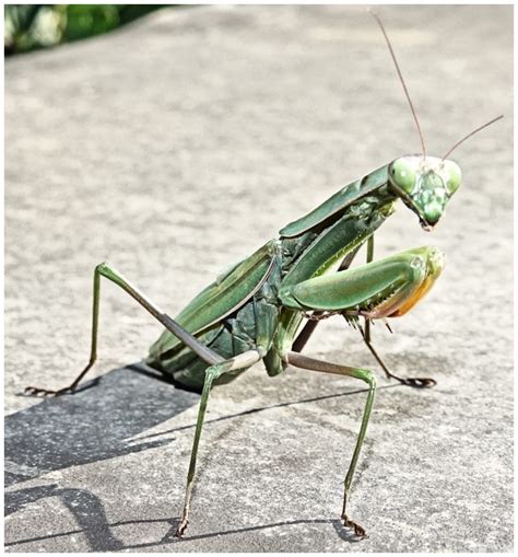 Insectes De Coudoulière La Mante Religieuse