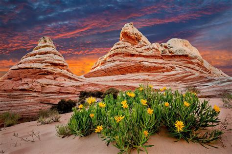 Desert Bloom Full Hd Wallpaper And Background Image 1920x1280 Id337105