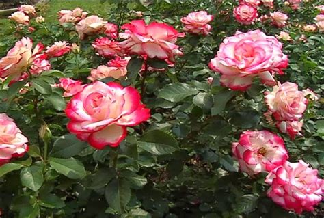 Manfaat Bunga Mawar Utuk Kesehatan Dan Kecantikan