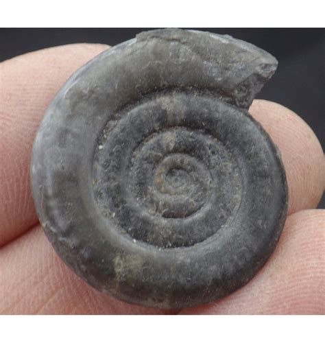 Fossils For Sale Fossils Jurassic Ammonite From Holderness