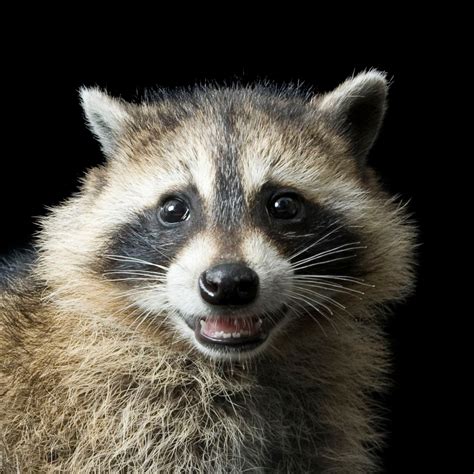 Raccoon Definition And Meaning With Pictures Picture Dictionary And Books