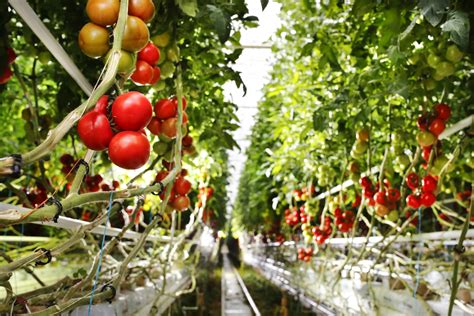 Over the time it has. Emploi Serre De Tomate Avec Une Qualité HD - Defond