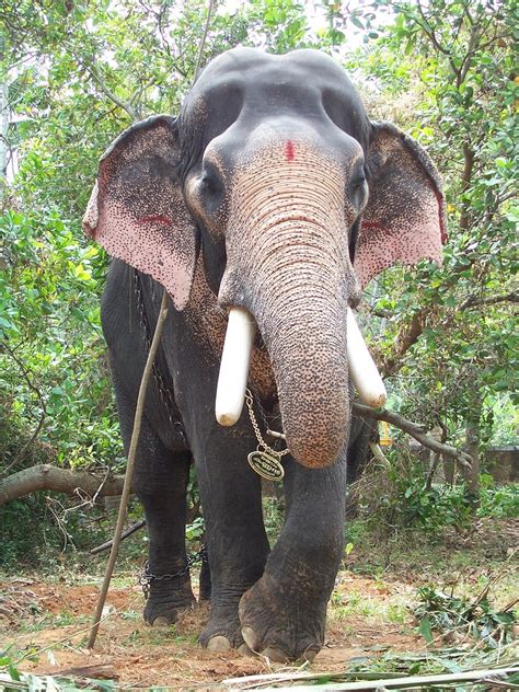 Jayaram Elephant : On The Frontline Of India S Human Elephant War / Elephant studio, thrissur ...