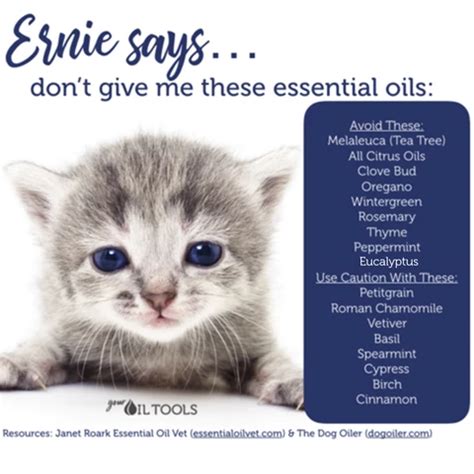 A cat's body has trouble metabolizing phenols. Essential Oils for Cats | Essential oils, Are essential ...