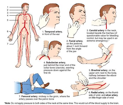 Albums 104 Pictures Where Are The Pressure Points In The Body Updated