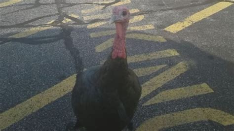 Johnston Mayor Wants To Trap Wily Turkey
