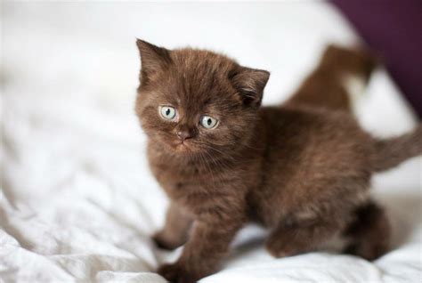 Rare Chocolate British Shorthair Kitten I Love This Kitten