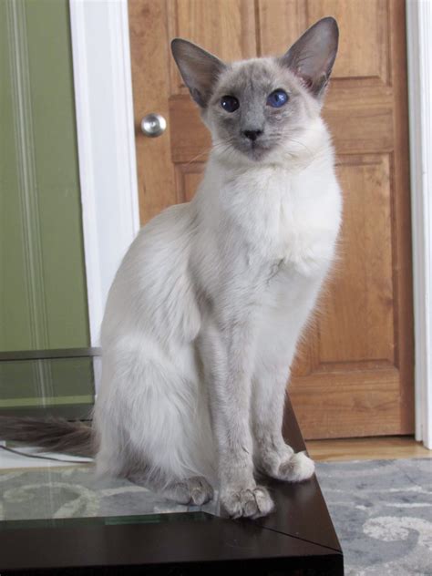 Traditional Balinese Cats Balinese Vs Siamese Cat Whats The