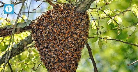 Understanding Honey Bees During Swarm Season The Owensboro Times