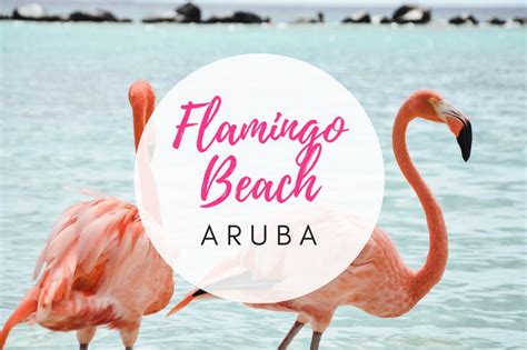 Flamingo Beach At Renaissance Island Aruba Where Is It