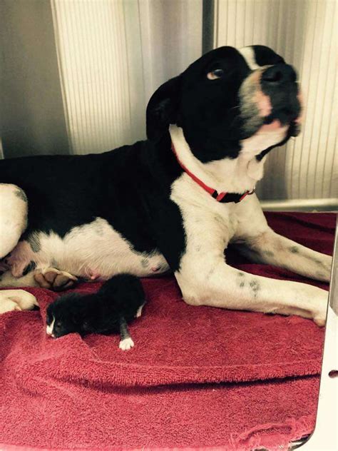 Stray Pit Bull Adopts Orphaned Kitten Nurses Her Until Rescue Arrives The Dodo