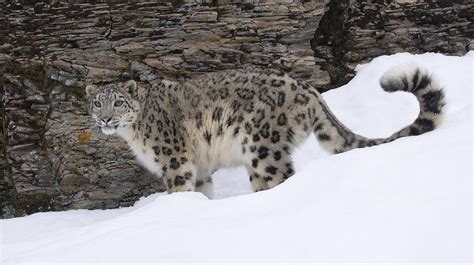 Leopard In Snow Photograph By John Gregg Fine Art America