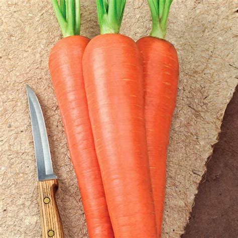 Envy Hybrid Carrot Seeds Vegetable Seeds From Gurneys