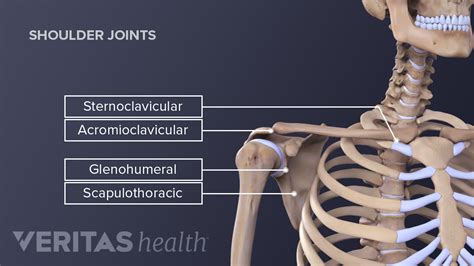 Shoulder Bone Anatomy Diagram