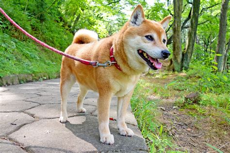 The Best Japanese Dog Names with Meanings and Popularity