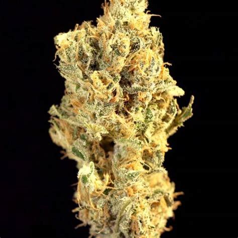 Seedsman Critical Purple Kush Grow Journal By Afterglow Growdiaries