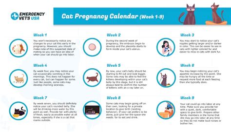 4 Week Pregnant Cat Week By Week Pictures Cats Ghy