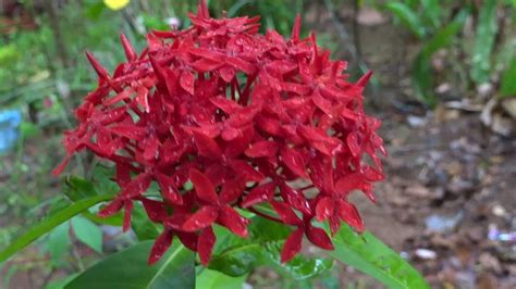 Check spelling or type a new query. Ixora coccinea or Thetti Poovu ( in Malayalam: തെറ്റിപൂവ് ...