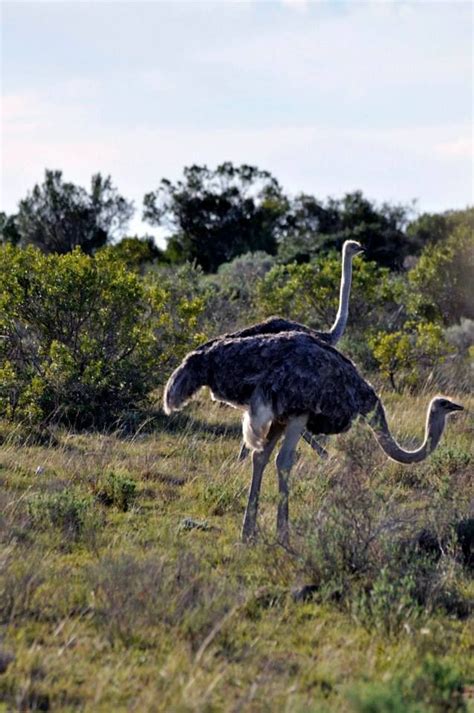 Ostriches Raised Them For 10 Years Dont Really Hide Their Heads In