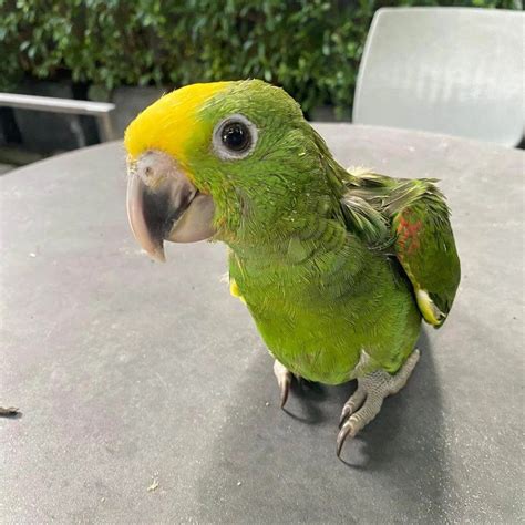 Baby Yellow Headed Amazon Macaw Parrots Shop