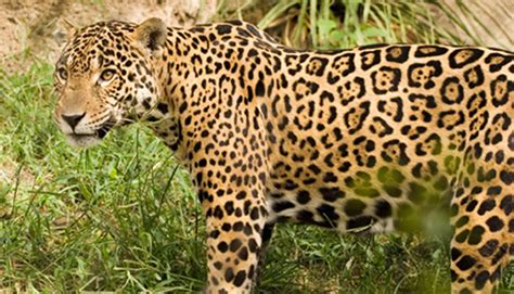 Brazils Embrapa Plans To Clone Endangered Species Animals