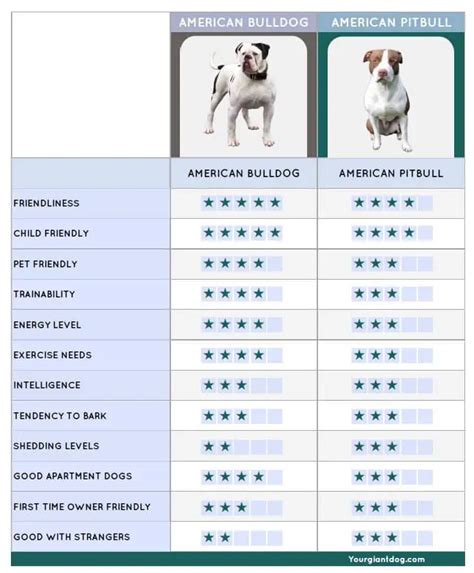 American Bulldog Vs Pitbull 19 Key Differences Explained