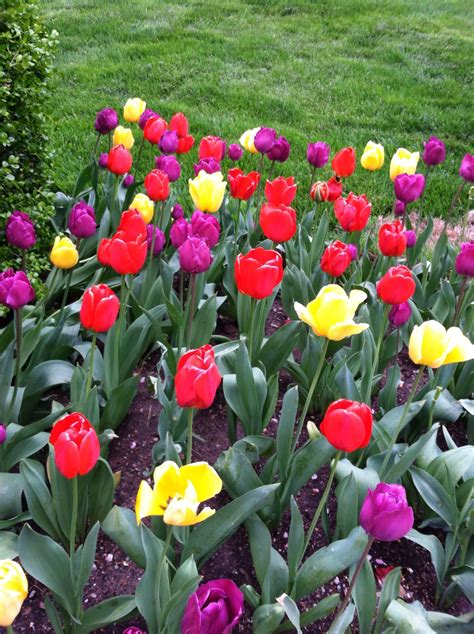 We offer same day flower delivery, and discount prices with a focus on excellent service. Tulips in st louis | Tulips, Plants, Flowers