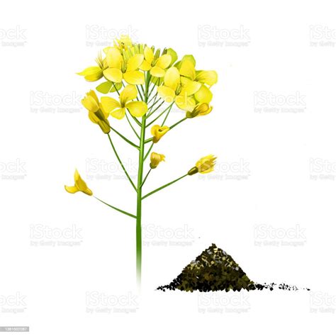Black Mustard Flowers Isolated On White Black Mustard Yellow Plant