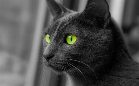 Black Cat Away Green Eyes Look Cat Eyes Look Away Green 1080p