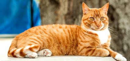 Some breeds lucky enough to sport an orange coat are the american bobtail, the exotic shorthair, the devon rex, and the scottish fold. La Palabra Del Día "atigrado" | SpanishDict Answers