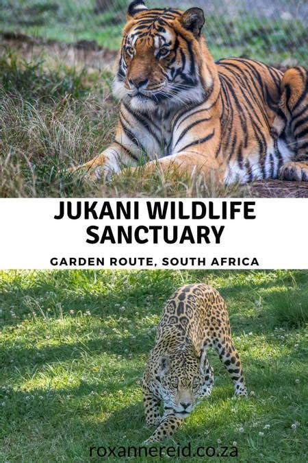 why to visit jukani wildlife sanctuary near plettenberg bay gardenroute southafrica
