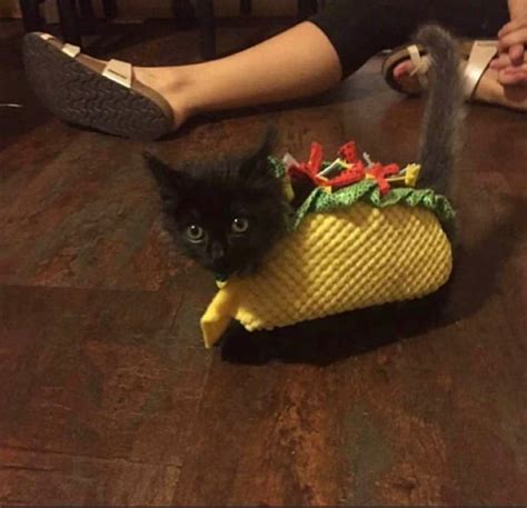 Does A Cat Wrapped In A Tortilla Count Rpurrito