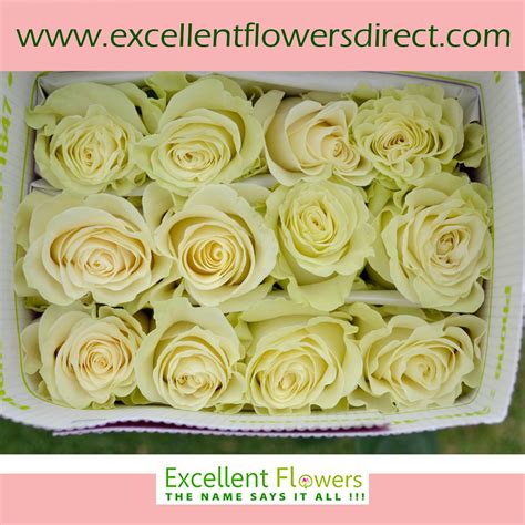 White Mondial Roses Flowers Direct Rose Varieties Ecuadorian Roses