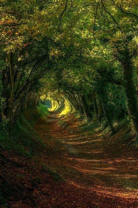 Forest Portal Amazing Nature Photography Nature Pictures Nature
