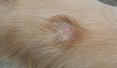 Ringworm In Dogs Prevention And Treatment All About Dog