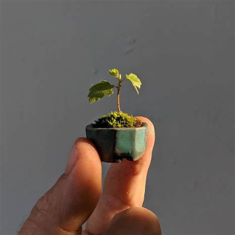 Which Is The Smallest Tree In The World Is It Bonsai
