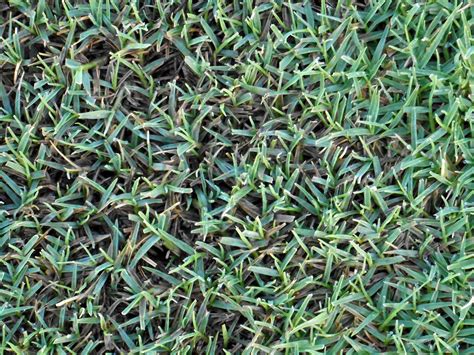 The Best Grass Types For Acworth Ga Lawns Lawnstarter