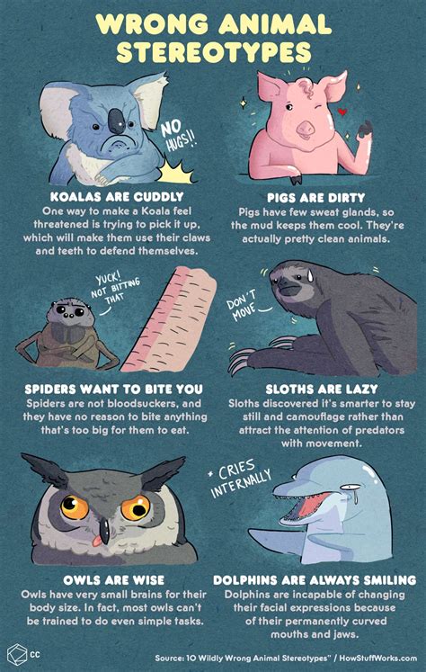 Wrong Animal Stereotypes | Comic pictures, Koalas, Cuddly