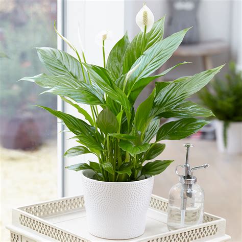 Spathiphyllum Peace Lily Indoor Plants 1 X Potted Lily House Plant 9cm Pot Ebay