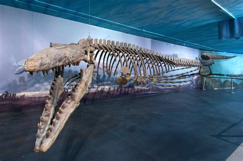 Bruce The Mosasaur © The Canadian Press Ho Canadian Fossil Discovery Centre Les Débrouillards