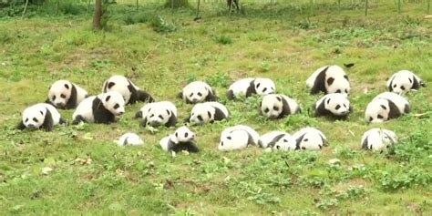 China Shows Off 36 Adorable Giant Panda Cubs Business Insider