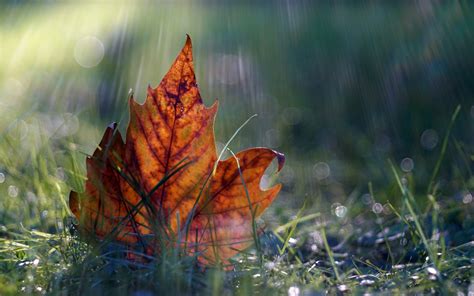 Wallpaper One Maple Leaf Grass Autumn 2560x1600 Hd Picture Image