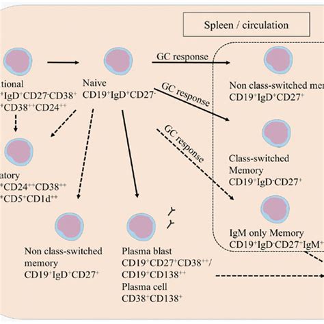 B Cell Development B Cells Develop In The Bone Marrow And Enter The