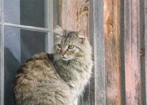 Cat In Window Photograph By Bonnie Sue Rauch