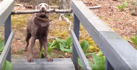 Dog Uses Brilliant Problem Solving Skills To Get Huge Stick Over A