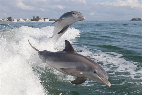 Nearly 300 Dolphins Dead After Being Stranded Along The Gulf Of Mexico