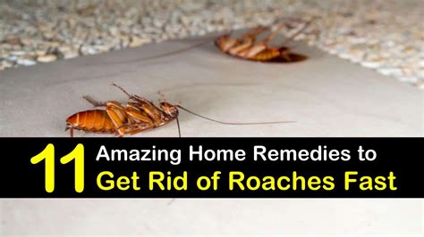 How To Get Rid Of Small Roaches In The Kitchen Wow Blog