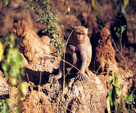 Rhesus Monkey Behavior Social Structure Diet Britannica