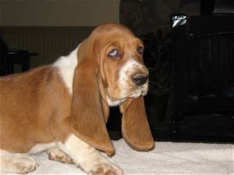 Advice from breed experts to make a safe choice. Basset Hound puppies for sale