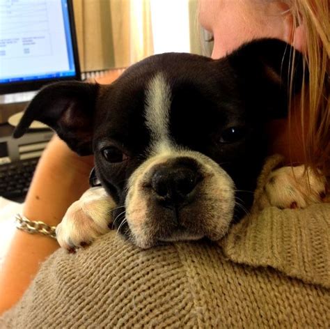 38 years of experience in the pet care industry, address：65 / 125 bassett roadbusiness type：business service (transportation, finance, travel International Pet Transport Blog - Pet Transport NZ ...